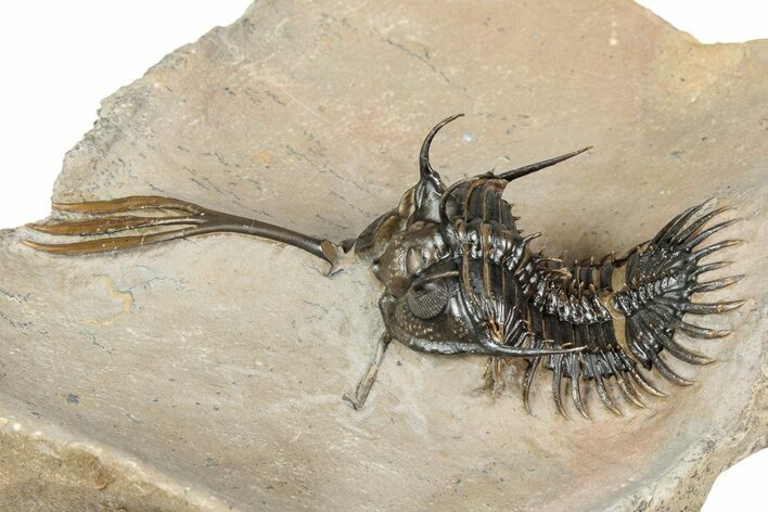 Spiny Trident Walliserops Trilobite - Foum Zguid, Morocco #344464